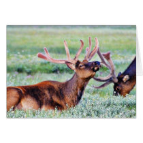 Elk Horns Greeting Cards