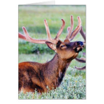 Elk Horns Greeting Cards