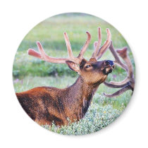 Elk Horns magnets