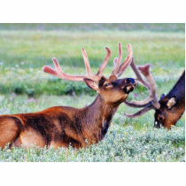 Elk Horns Cut Outs
