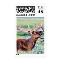 Elk Horns postage