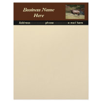 Elk in the Wild Letterhead