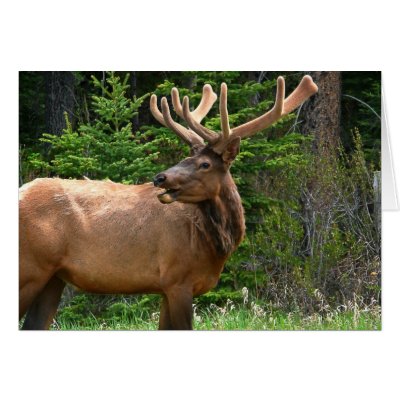 Buy e greeting cards gift ideas - Elk in Velvet Unique Wildlife Gift Ideas Hunters Cards