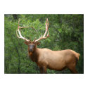 elk large poster posters