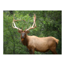 elk large poster posters