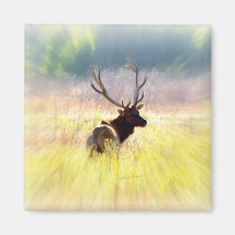Elk "Looking Back" Refrigerator Magnets