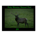 Elk, Milner Pass Postcards