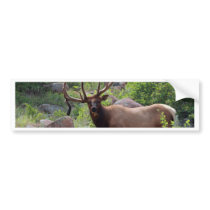 Elk on a Mountainside Bumper Sticker