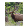 Elk on a Mountainside Postcards