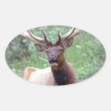 Elk Oval Sticker