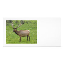 Elk Photocard Customized Photo Card