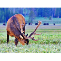 Elk photo sculptures by lifesphere Elk photo sculptures