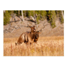 Elk Post Card