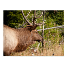Elk Post Card