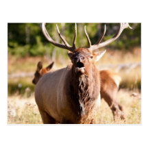 Elk Post Card
