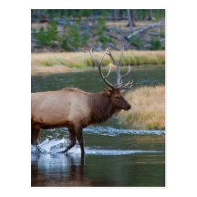 Elk Post Card