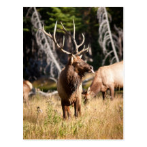 Elk Post Cards