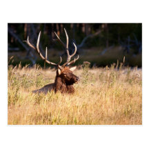 Elk Post Cards