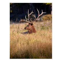 Elk Post Cards