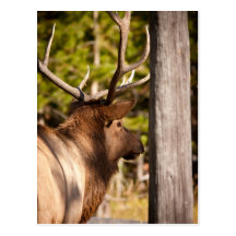 Elk Post Cards