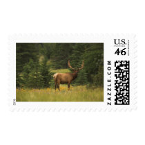 Elk Postage Stamp