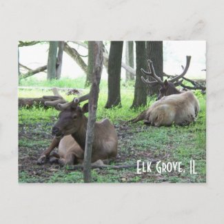Elk Postcard postcard