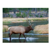 Elk Postcard
