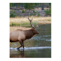 Elk Postcards