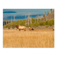 Elk Postcards