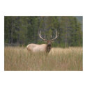 elk poster posters