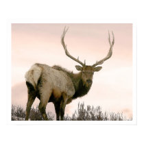 Elk posters