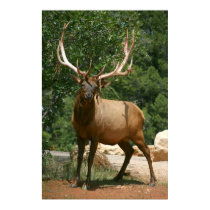elk poster posters