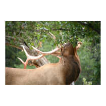 elk poster posters
