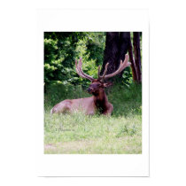 Elk posters