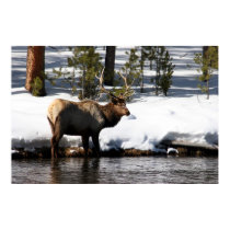 Elk Poster posters