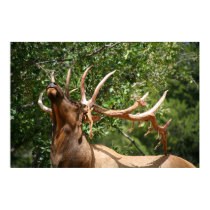 elk poster posters