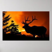 Elk Posters