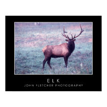 Elk Poster w/ Borders posters