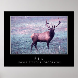 Elk Posters | Zazzle