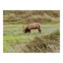 Elk Print by Guiltypleasures Elk Print