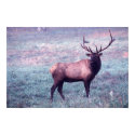 Elk Print w/o Borders by JFFLETCHER Elk Print w/o Borders
