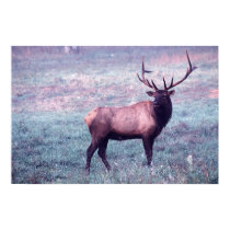 Elk Print w/o Borders