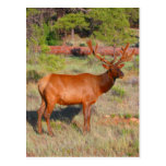 elk stand post cards