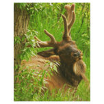 Elk summer flyers