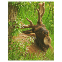 Elk summer letterhead template