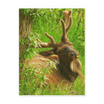 Elk summer postcard