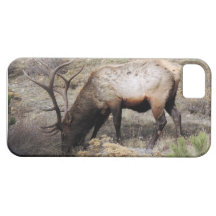 Elk Wapiti Cervus Canadensis iPhone 5 Covers