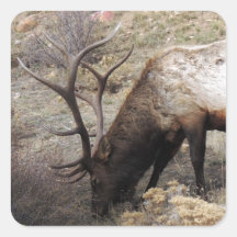 Elk Wapiti Cervus Canadensis Stickers