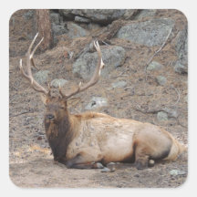 Elk Wapiti Square Stickers