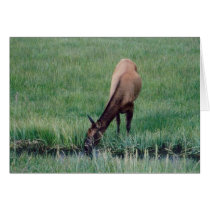 Elk -Wyoming cards by quetzal323 Elk -Wyoming cards